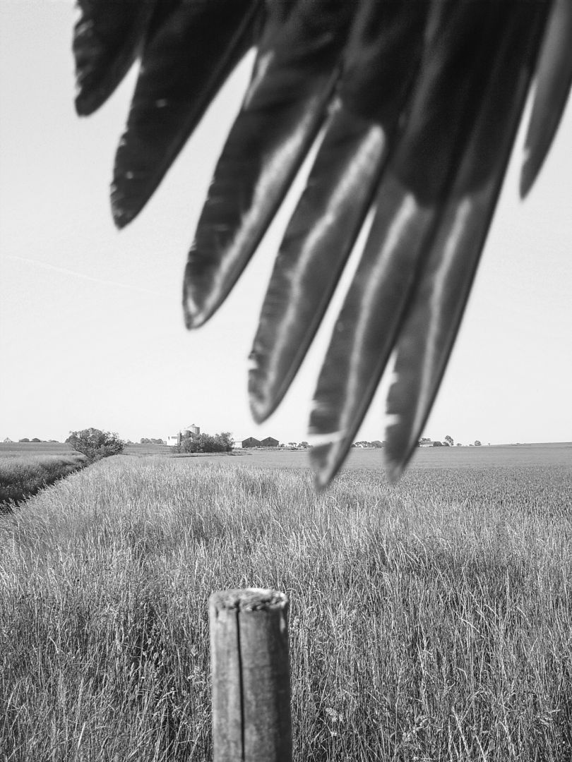 Christophe Guye Galerie Stephen Gill The Pillar Hooded Crow Nr 06040388 2015 2019